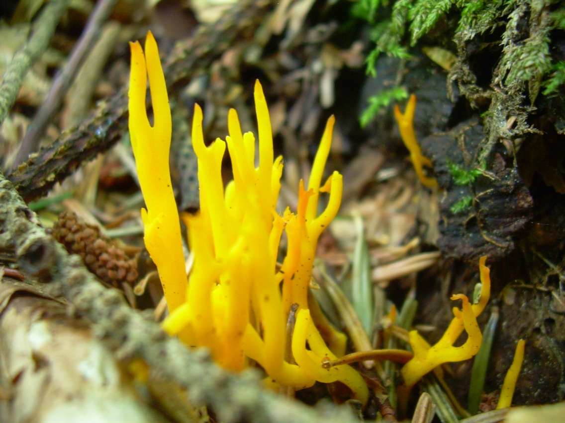 Calocera cornea o viscosa?